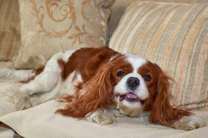 These dogs became famous with their association with King Charles II, as well as being the companion of Mary Queen Of Scots and Queen Victoria. Their popularity has begun to increase once again with the upcoming coronation of King Charles III.