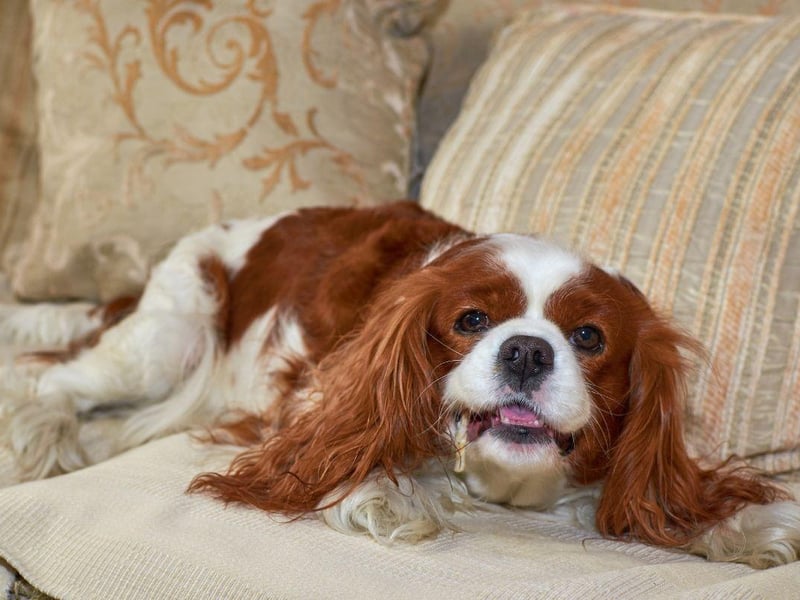 These dogs became famous with their association with King Charles II, as well as being the companion of Mary Queen Of Scots and Queen Victoria. Their popularity has begun to increase once again with the upcoming coronation of King Charles III.