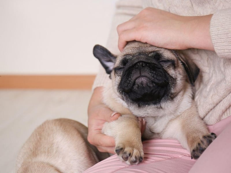 Another perfect lap dog, the Pug likes nothing more than snoozing on their owner for hours on end. Leaving them alone in the house can lead to their mental health suffering, so they are not a dog for those who need to regularly leave their pet to go to work.