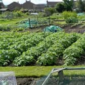 The demand for allotments is growing.