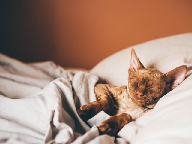 The Devon Rex breed loves getting into mischief, and is often found burning off its boundless energy by getting into as much of it as they can.