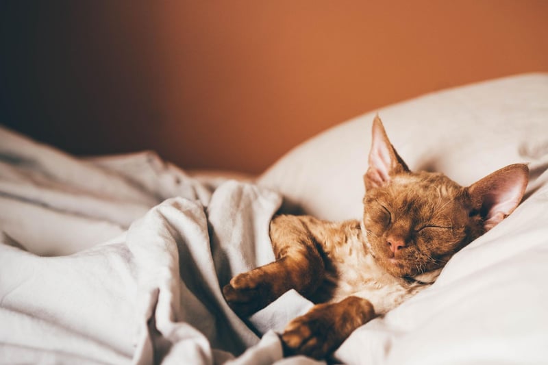 The Devon Rex breed loves getting into mischief, and is often found burning off its boundless energy by getting into as much of it as they can!