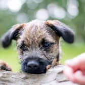 Looking for inspiration to name your new Border Terrier puppy?