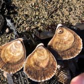More than 500 native oysters have been put into the sea around Oban as part of a reintroduction trial that will investigate how the once plentiful species can benefit the local environment -- with primary pupils from the area lending a hand as citizen scientists