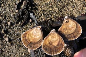 More than 500 native oysters have been put into the sea around Oban as part of a reintroduction trial that will investigate how the once plentiful species can benefit the local environment -- with primary pupils from the area lending a hand as citizen scientists