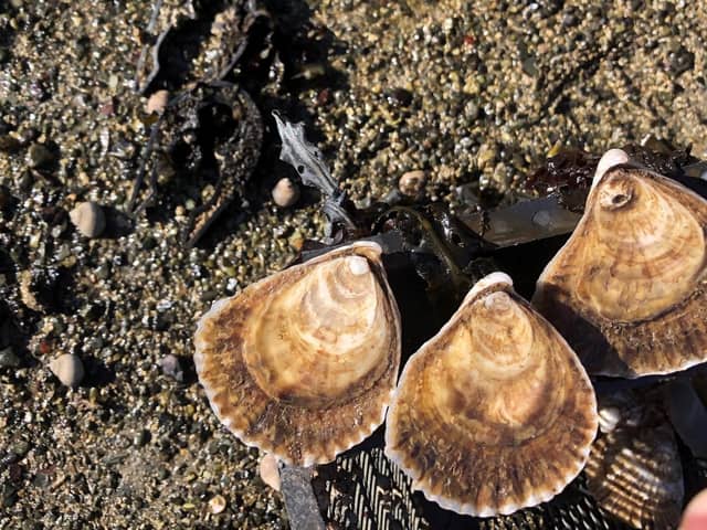 More than 500 native oysters have been put into the sea around Oban as part of a reintroduction trial that will investigate how the once plentiful species can benefit the local environment -- with primary pupils from the area lending a hand as citizen scientists