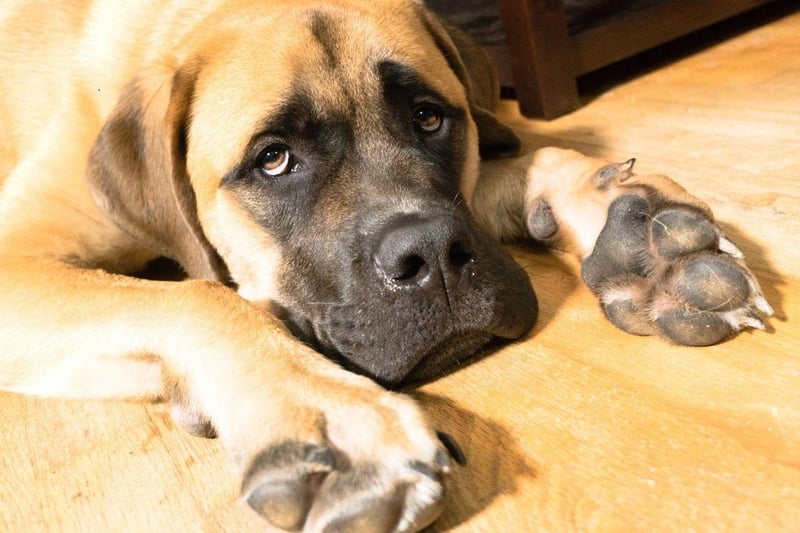 The Mastiff's impressive 552 psi bite has been used to great effect over the years in everything from guarding villages to hunting wolves. Now they are more often gentle giants used as family dogs.