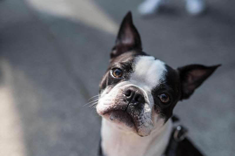 The Boston Terrier is not always a great dog for those living in apartments or flats due to it's remarkable sense of hearing. A door closing two floors above or a squeaky floorboard is enough to set off one of these sensitive souls.