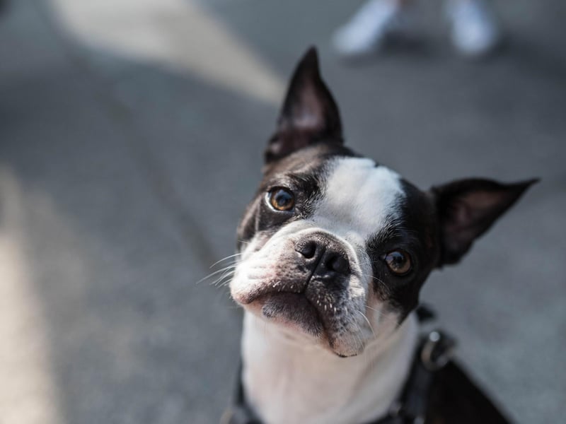 The Boston Terrier is not always a great dog for those living in apartments or flats due to it's remarkable sense of hearing. A door closing two floors above or a squeaky floorboard is enough to set off one of these sensitive souls.