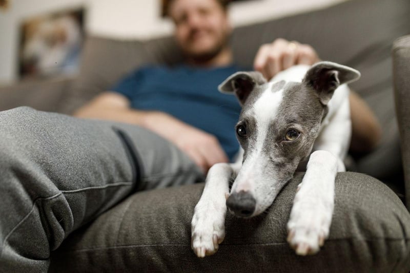 As long as you have access to a safe and fenced-off area to exercise them, Whippets make a great pet for flat owners. Once exercised they have low energy-levels, tend to be happy to be left alone, and make very little noise.