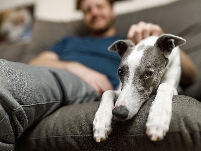 As long as you have access to a safe and fenced-off area to exercise them, Whippets make a great pet for flat owners. Once exercised they have low energy-levels, tend to be happy to be left alone, and make very little noise.