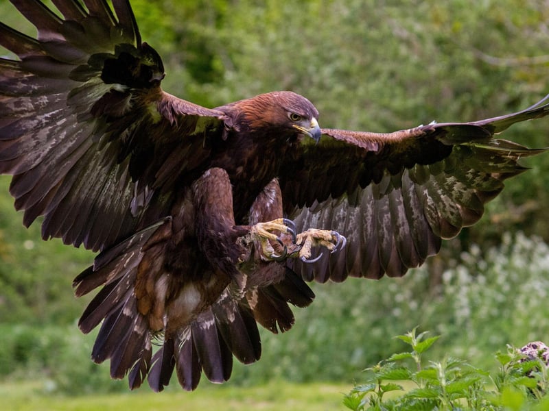 The island of Mull is a wildlife paradise all year round, including being home to the UK's two largest raptors - the white-tailed sea eagle and the golden eagle. Reduced daylight hours in the winter mean less time to feed and an incresed chance of seeing them. The same is true of the otters that live on th Mul coast.