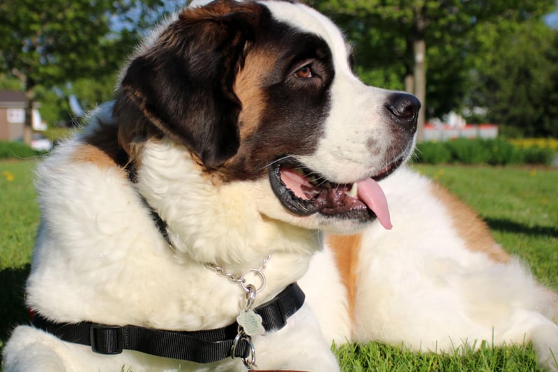 Originally bred to rescue people in the Alps, the Saint Bernard is big enough and strong enough to trek through deep snow for miles. Weighing in at up to 91kg they are loyal and make great guard dogs.