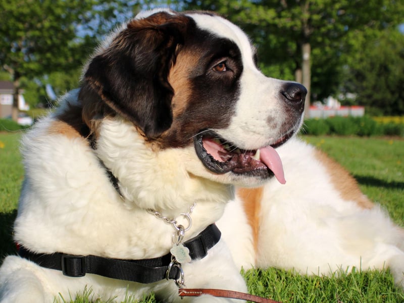 Originally bred to rescue people in the Alps, the Saint Bernard is big enough and strong enough to trek through deep snow for miles. Weighing in at up to 91kg they are loyal and make great guard dogs.