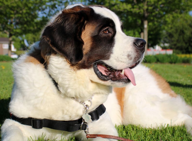 Originally bred to rescue people in the Alps, the Saint Bernard is big enough and strong enough to trek through deep snow for miles. Weighing in at up to 91kg they are loyal and make great guard dogs.