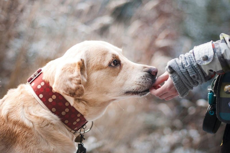 Stealing the vote of motherās hearts is the loyal Labrador. Nearly one in five (18.5 per cent) voted for this breed as their favourite, perhaps for their calm and nurturing being. This is a breed that can be both lazy and energetic, depending on the day.