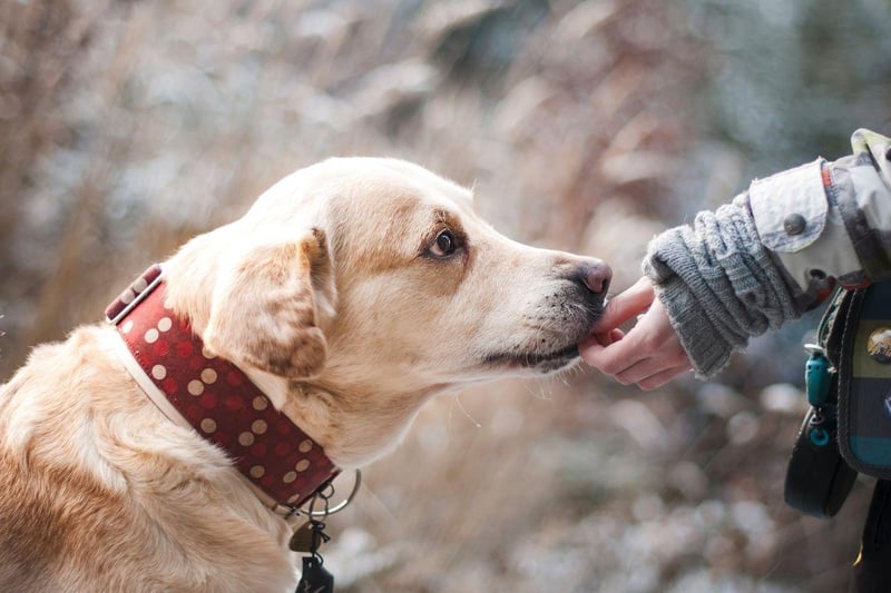 Stealing the vote of mother’s hearts is the loyal Labrador. Nearly one in five (18.5 per cent) voted for this breed as their favourite, perhaps for their calm and nurturing being. This is a breed that can be both lazy and energetic, depending on the day.