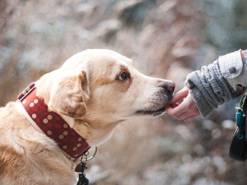 Stealing the vote of mother’s hearts is the loyal Labrador. Nearly one in five (18.5 per cent) voted for this breed as their favourite, perhaps for their calm and nurturing being. This is a breed that can be both lazy and energetic, depending on the day.