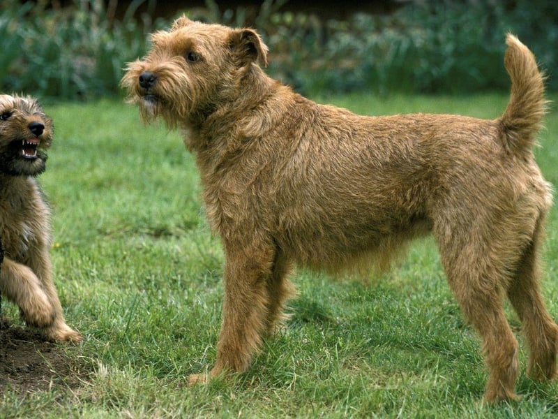 Considered one of the oldest of the terrier breed, the Irish Terrier is thought to have descended from the British black and tan terrier-type dogs - with some believing that they share a bloodline with the Irish Wolfhound. They make excellent tracker dogs due to their sensitive noses.