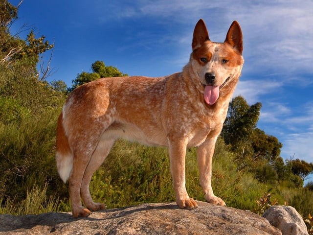 An Australian Cattle Dog called Bluey holds the record for the longest-lived dog - reaching an incredible 29 years of age. A dog rarely seen in UK parks, the breed normally lives for around 15 years.