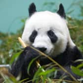 Tian Tian in her enclosure at Edinburgh Zoo