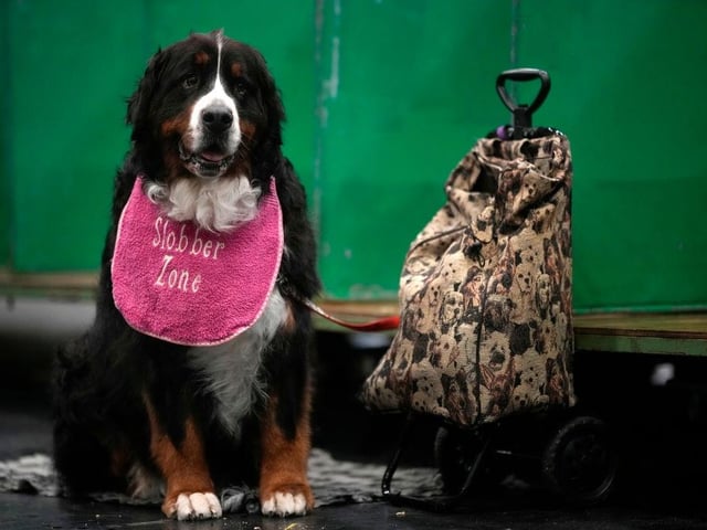 A Bernese Mountain Dog waits to go in the judging ring on the second day of Crufts Dog Show with dogs in the Working and Pastoral categories.