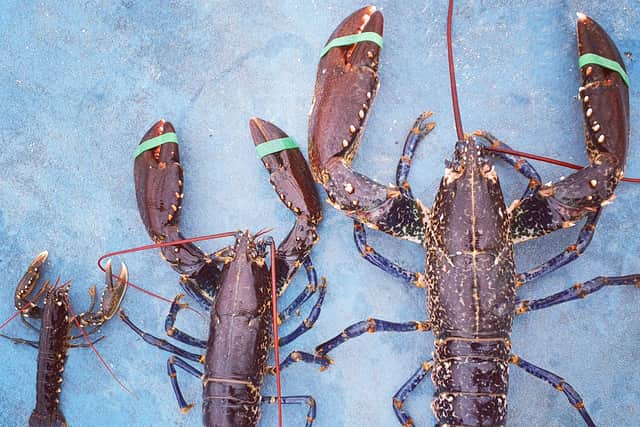 The new Edinburgh Fish City project aims to help connect Scottish seafood suppliers and fishermen with consumers who want to buy sustainably caught fish and shellfish in their local area