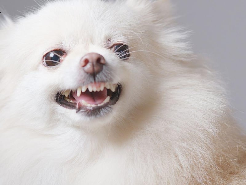 Owners of Pomeranians are often amazed at the sheer volume of noise that can come out of such a small dog. Once a Pomeranian starts barking it often doesn't know when to stop.