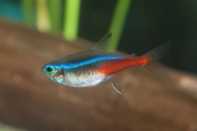 The Neon Tetra is the UK's (and probably the world's) most popular tropical fish and a great choice for a small tank. The tiny fish's bright red and blue colouring and ease of care are a winning combination for beginners. They originally come from backwater streams in the Amazon basin in South America. They are schooling fish so there should be a minimum of six in a tank - although with a small aquarium you'll not be wanting that many more.