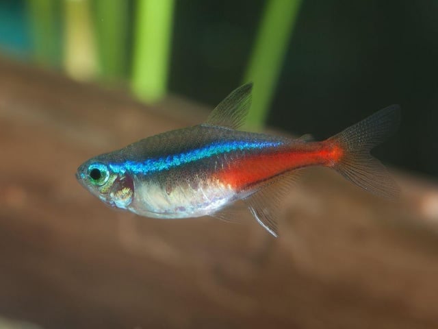The Neon Tetra is the UK's (and probably the world's) most popular tropical fish and a great choice for a small tank. The tiny fish's bright red and blue colouring and ease of care are a winning combination for beginners. They originally come from backwater streams in the Amazon basin in South America. They are schooling fish so there should be a minimum of six in a tank - although with a small aquarium you'll not be wanting that many more.