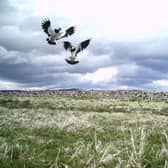 Lapwing hatching success on the farm has been impacted significantly by predation.