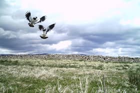 Lapwing hatching success on the farm has been impacted significantly by predation.