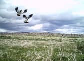 Lapwing hatching success on the farm has been impacted significantly by predation.