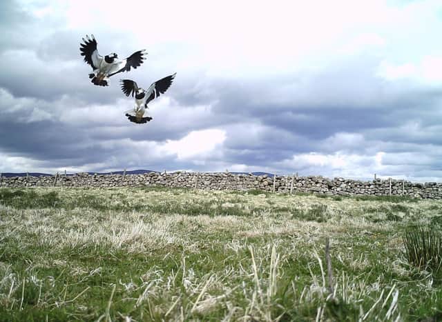 Lapwing hatching success on the farm has been impacted significantly by predation.