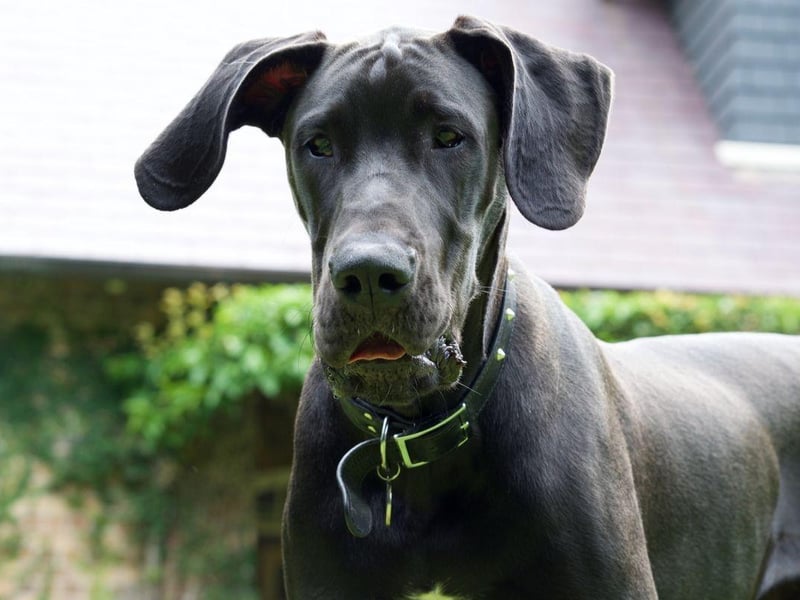 It may originate from Germany, but the mighty Great Dane has been the state dog of Pennsylvania since 1965. Hugely popular in the state, it was introduced by early settlers to be used as a hunting and working dog.
