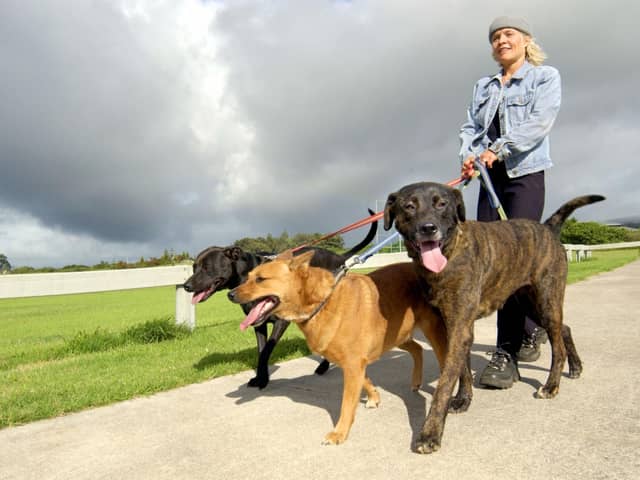 Follow these simple tips and reduce the chances of your dog being targeted by thieves.