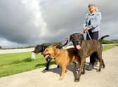 Follow these simple tips and reduce the chances of your dog being targeted by thieves.