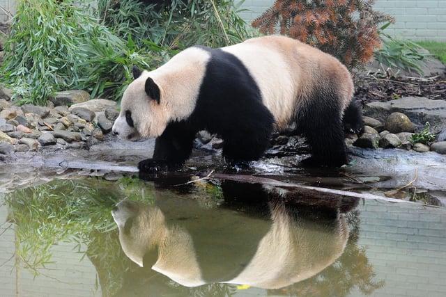 The pandas have frequently drawn visitors.