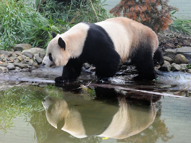 The pandas have frequently drawn visitors.