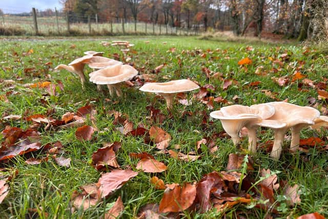 The firm's technology works by providing saplings with specific ectomycorrhizal (ECM) fungi.