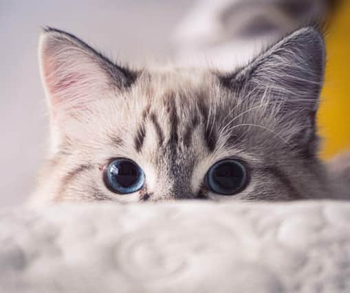 Here are 10 cats that shed the least amount of hair. Cr: Getty Images/Canva Pro