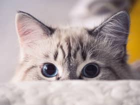 Here are 10 cats that shed the least amount of hair. Cr: Getty Images/Canva Pro