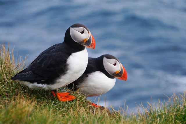 Puffins are one of the world's most distinctive birds, with their colourful beak, and in April they arrive in Scotland in huge numbers. Hop on the May Princess boat in Anstruther for a trip over to the Isle of May to get up close and personal with thousands of the entertaining seabirds as they create burrows and hunt for delicious sandeels.