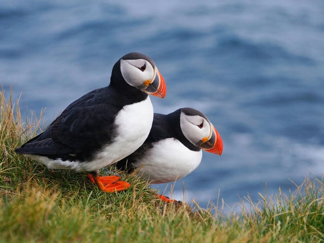Puffins are one of the world's most distinctive birds, with their colourful beak, and in April they arrive in Scotland in huge numbers. Hop on the May Princess boat in Anstruther for a trip over to the Isle of May to get up close and personal with thousands of the entertaining seabirds as they create burrows and hunt for delicious sandeels.