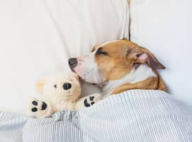 Some dogs are better to share a bed with than others.