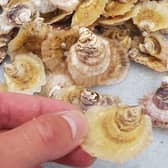 Native oysters are slower growing than the more commonly farmed Pacific species, taking around double the time – up to four years – to reach edible size. Picture: Plockton Oysters