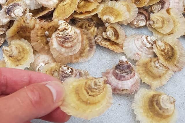 Native oysters are slower growing than the more commonly farmed Pacific species, taking around double the time – up to four years – to reach edible size. Picture: Plockton Oysters
