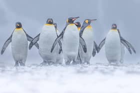 Wimbledon-based Paul Goldstein snapped the distinctive birds on a recent expedition he led to South Georgia.