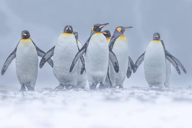 Wimbledon-based Paul Goldstein snapped the distinctive birds on a recent expedition he led to South Georgia.