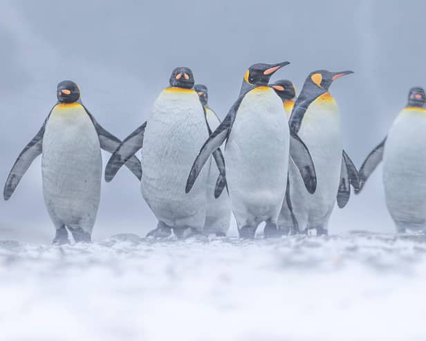 Wimbledon-based Paul Goldstein snapped the distinctive birds on a recent expedition he led to South Georgia.